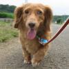 見習い犬です 見習い犬です
